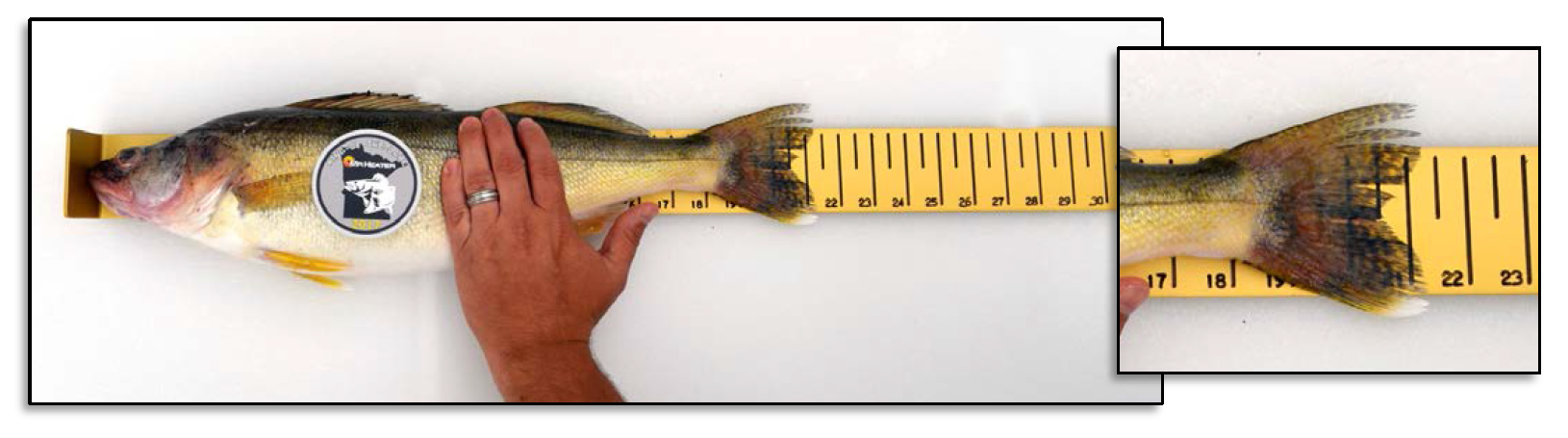 Measuring Measuring